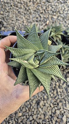 RABO DE TATU (Haworthiopsis limifolia) - Pote 11