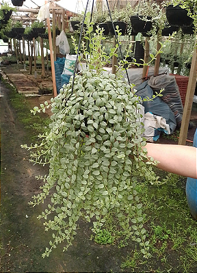 COLUMÉIA MICROFILA BRANCA (Columnea microphylla) - Cuia 21