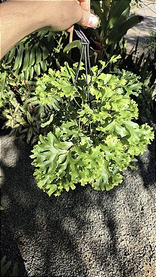 SAMAMBAIA CRISTATA (Nephrolepis exaltada) - Cuia 21