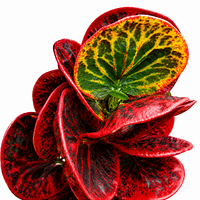 CRÓTON MAÇÃ RED APPLE (Codiaeum variegatum 'Red Apple') - Pote 11