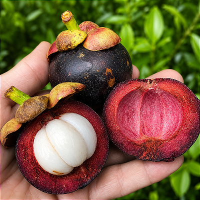 MANGOSTÃO ROXO ENXERTADO (Garcinia mangostana) - Muda com até 60 cm