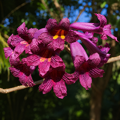 IPÊ PÚRPURA NEGRO (Tabebuia gemmiflora) - Muda com até 30 cm