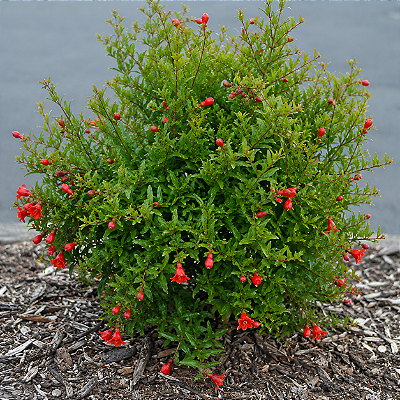 MINI ROMÃ ou ROMÃ ANÃ (Punica granatum var. nana) - Muda com até 30 cm