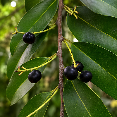 PESSEGUEIRO BRAVO (Prunus myrtifolia) - Muda com até 70 cm