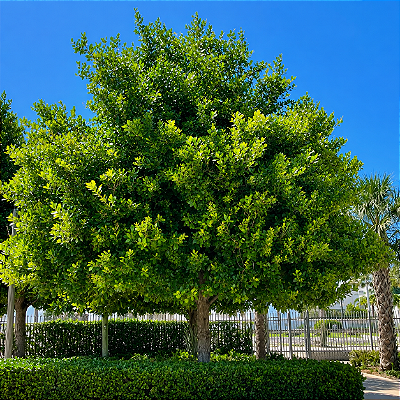 GUANANDI (Calophyllum brasiliensis) - Muda com até 80 cm