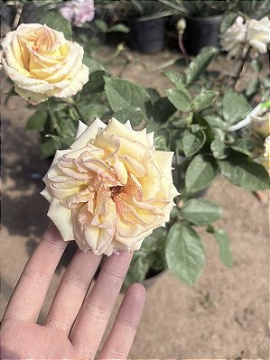 ROSA SEM ESPINHO - Pote 20 com até 80 cm
