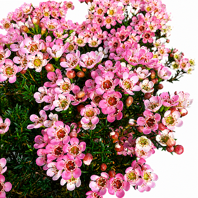 FLOR DE CERA DE GERALDTON ou Wax Flowers (Chamelaucium uncinatum) - Pote 15