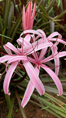 CRINO ANÃO ROXO (Crinum x Menehune) - Muda com até 30 cm