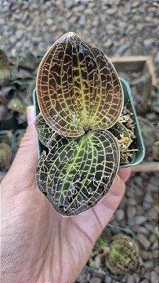 ORQUÍDEA JÓIA (Dossinia marmorata) - Pote 10