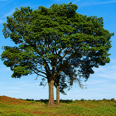 PEITO DE POMBO (Tapirira guianensis) - Muda com até 1 metro