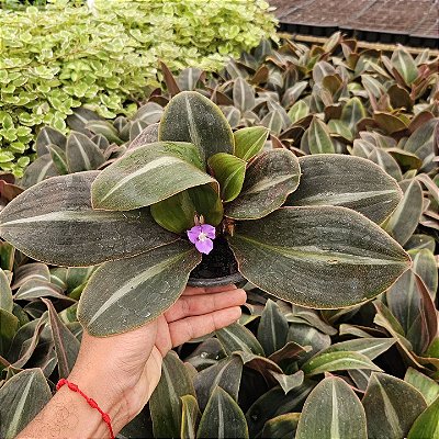 TRAPOERABA VELUDO (Siderasis fuscata) - Muda com até 30 cm
