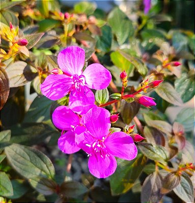 CENTRADENIA (Centradenia floribunda) - Muda com até 40 cm