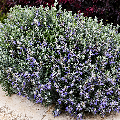 TEUCRIUM (Teucrium fruticans) - Muda até 60 cm