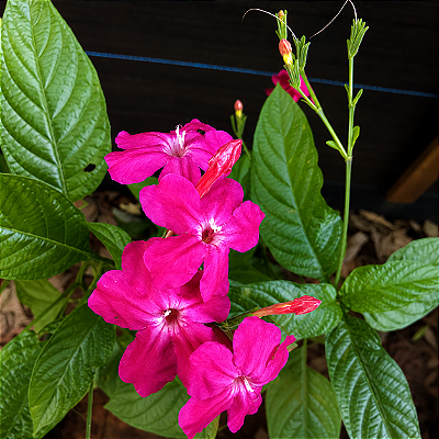 RUÉLIA ROSA ou PINK (Ruellia elegans "rosea") - Muda com até 70 cm