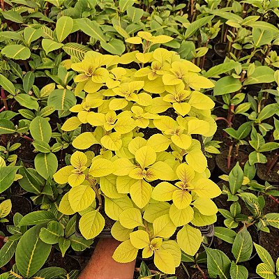 ESPORA DOURADA (Plectranthus 'Easy Gold')