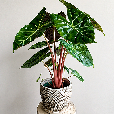 Alocasia 'Pink Dragon' - Pote 14