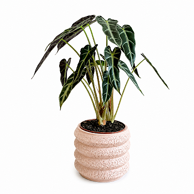 Alocasia Piccolini - Pote 14