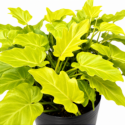 XANADU GOLDEN ou DOURADO (Thaumatophyllum xanadu 'Gold') - Pote 11