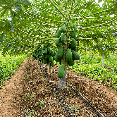 MAMÃO ANÃO BELA NOVA (Carica papaya L.) - Muda com até 80 cm