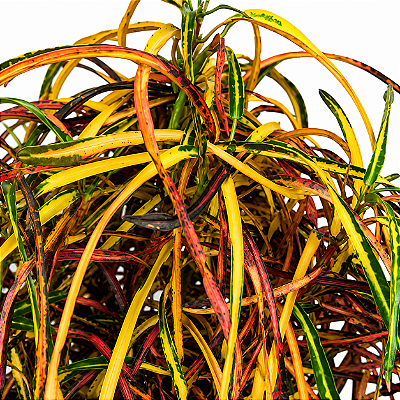 CRÓTON ZANZIBAR (Codiaeum variegatum 'Zanzibar') - Pote 11