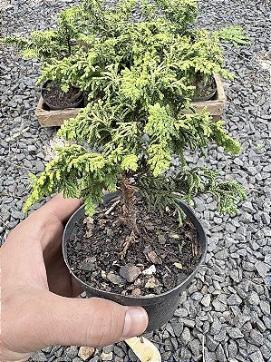 TUIA PAVÃO (Chamaecyparis obtusa 'nana aurea') - Pote 11