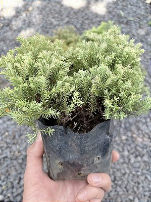 TUIA DOURADA (Thuja occidentalis 'Golden Tuffet') - Muda com até 30 cm