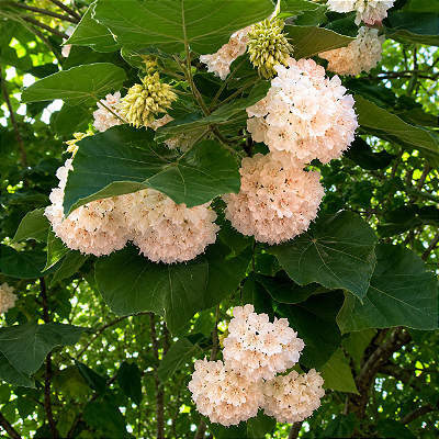 DOMBÉIA ou ASTRAPÉIA BRANCA (Dombeya natalensis) - Muda com até 1 metro
