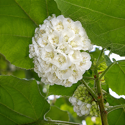 DOMBÉIA ou ASTRAPÉIA BRANCA (Dombeya natalensis) - Muda com até 1 metro