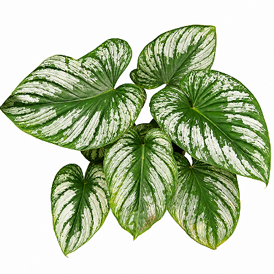 FILODENDRO MAMEI (Philodendron mamei) - Pote 24