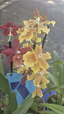 ORQUÍDEA HAVAIANA CORES (Hawaiian) - Pote 9