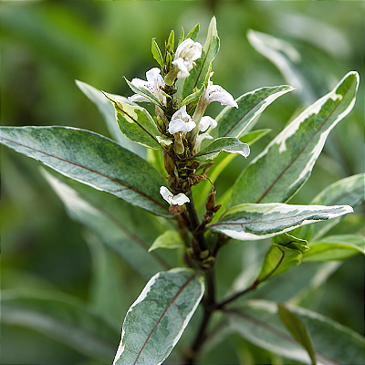 JUSTICIA VARIEGATA (Justicia gendarussa 'Variegata') - Pote 17