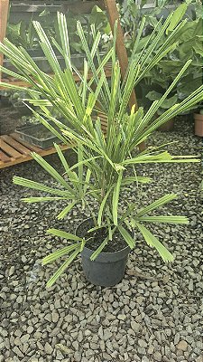 LICUALA (Lauterbachii) - Muda com até 70 cm