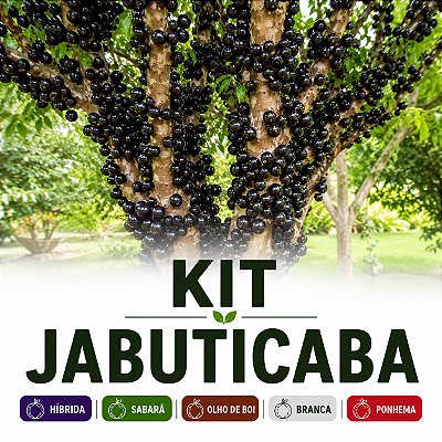 KIT JABUTICABAS - Híbrida, Sabará, Olho de Boi, Branca e Ponhema
