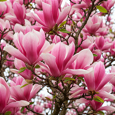 MAGNÓLIA ROSA (Magnolia liliflora) - Muda com 1,50m