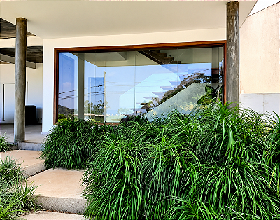 PANDANUS RASTEIRO (Pandanus racemosus) - Muda com 20 a 30 cm