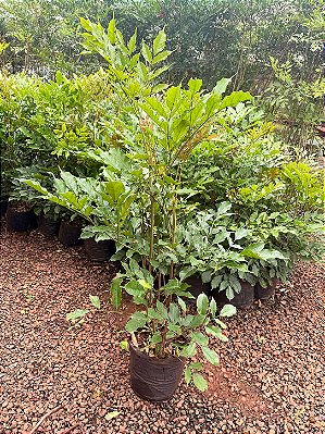 LÉIA VERDE (Leea guineensis) - Muda com até 1 metro