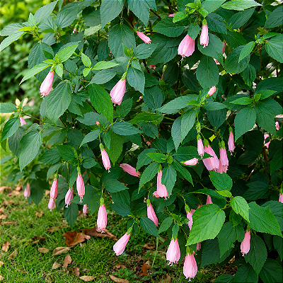 MALVAVISCO ROSA (Malvaviscus arboreus 'Penduliflorus 'Rosea') - Muda com até 60 cm