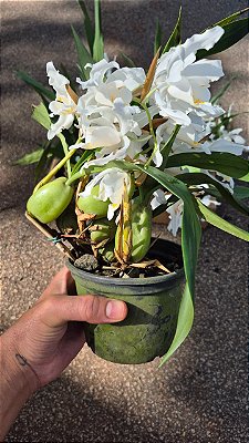 ORQUÍDEA CRISTATA (Coelogyne cristata) - Pote 15