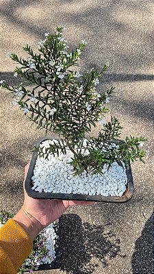 BONSAI ÉRICA ROSA OU BRANCO (Cuphea hyssopifolia)