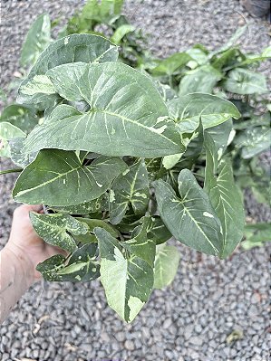 SINGÔNIO MESCLADO (Syngonium podophyllum) - Pote 11