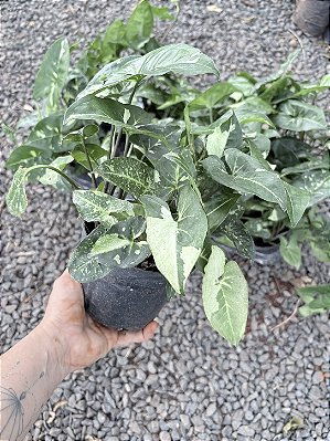 SINGÔNIO MESCLADO (Syngonium podophyllum) - Pote 11