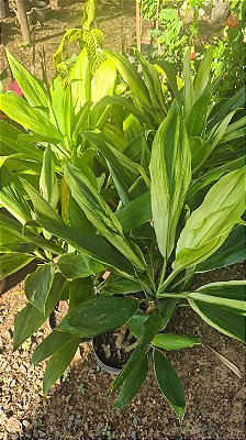 DRACENA ALBA (Cordyline fragrans) - Muda com 60 a 70 cm