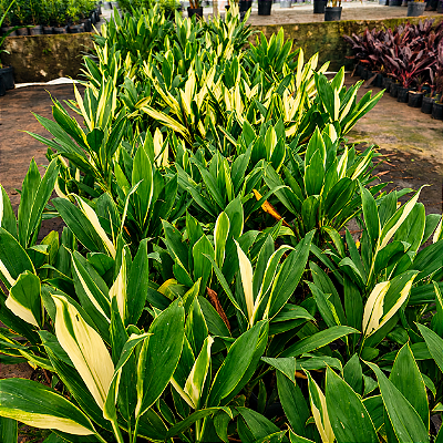 DRACENA ALBA (Cordyline fragrans) - Muda com 60 a 70 cm