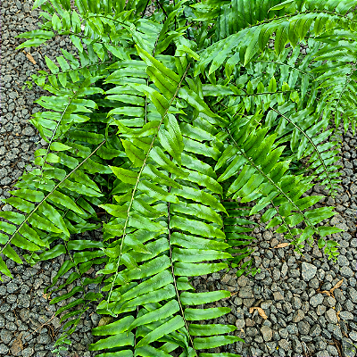 SAMAMBAIA HOLANDESA DE METRO (Nephrolepis exaltata) - Cuia 21