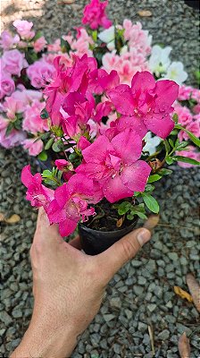 MINI AZALÉIA (Rhododendron simsii)- Muda com até 30 cm