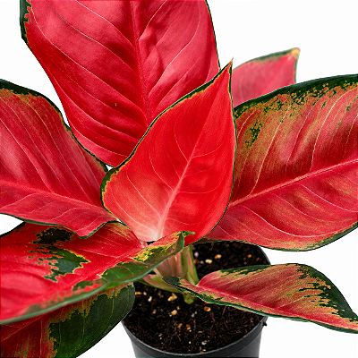 Aglaonema Suksom e Suksom Premium (Jaipong) - Pote 12