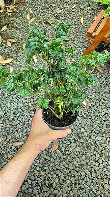 CRÓTON CRESPO (Polyscias guilfoylei 'Crispa') - Pote 17