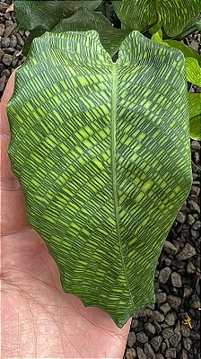 CALATÉIA MOSAICO ou Calathea Musaica Network (Goeppertia kegeljanii ‘Network’) - Pote 17