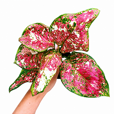 AGLAONEMA TRICOLOR (Aglaonema 'Anyamanee Tricolor') - Pote 12