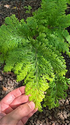 SAMAMBAIA CANELA DE EMA (Selaginella umbrosa) - Pote 11